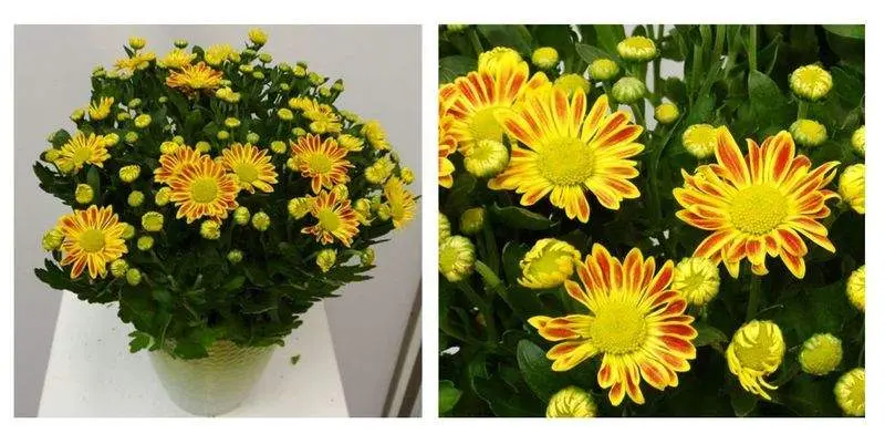 Хризантема Лейк Уорт Дарк 