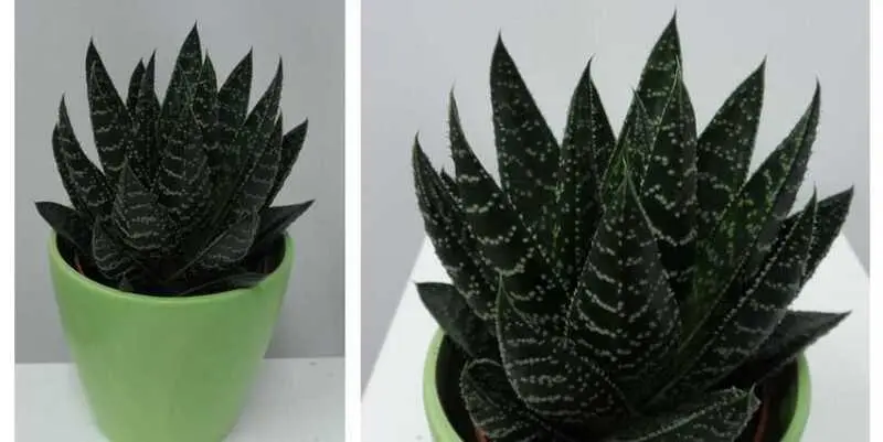 Гастерия Д10