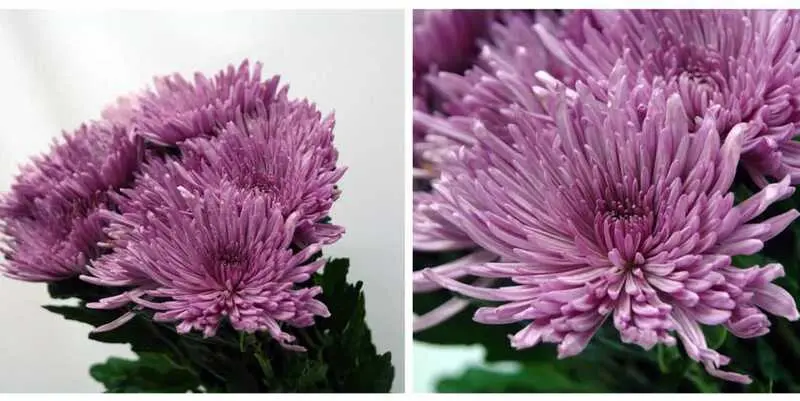 Анастасия Лила